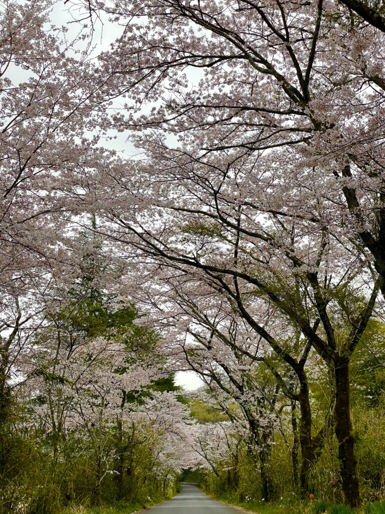 桜！［7LOOKScreo］