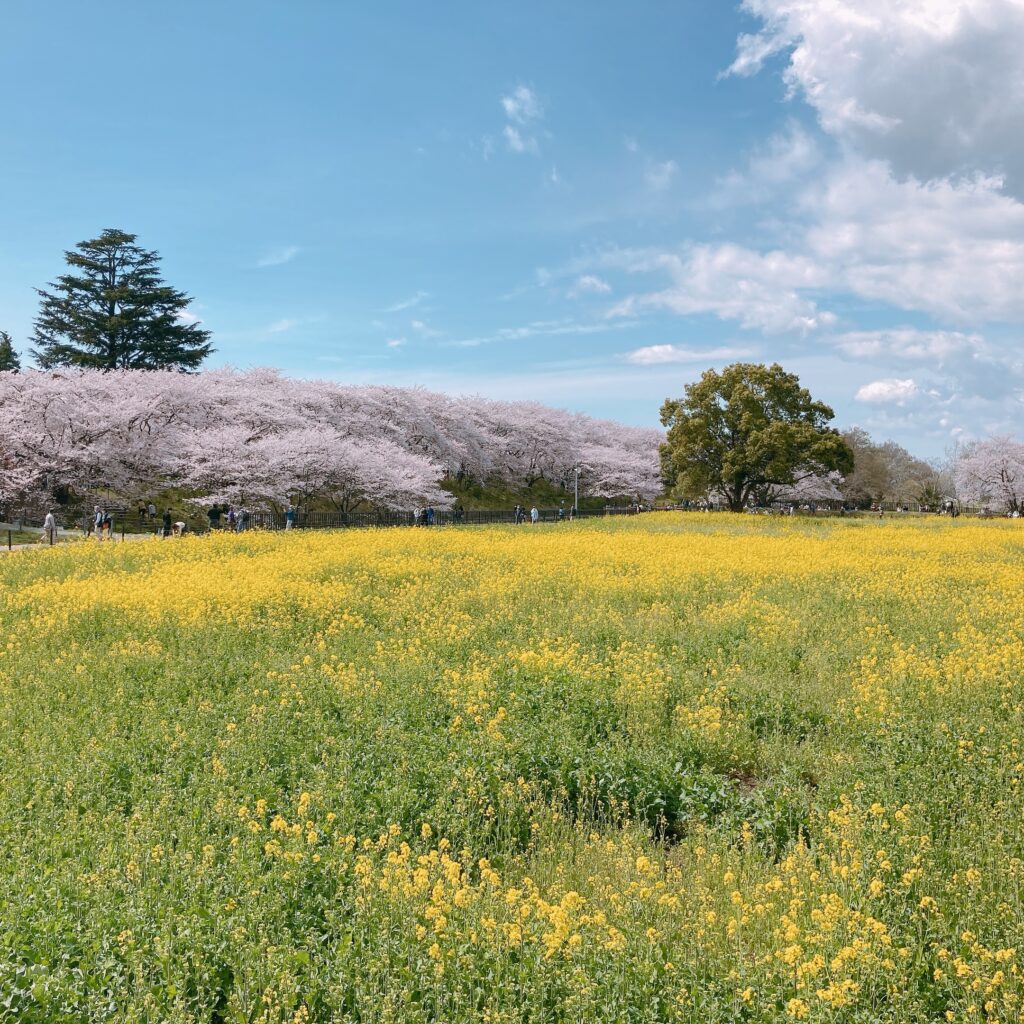 お花見<セブンルックスMocha沖>