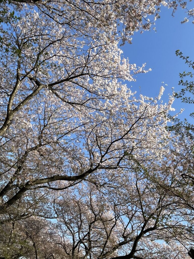 桜(7looksCOCO)
